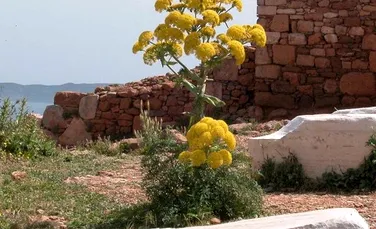 O plantă miraculoasă folosită de grecii antici, redescoperită după 2.000 de ani