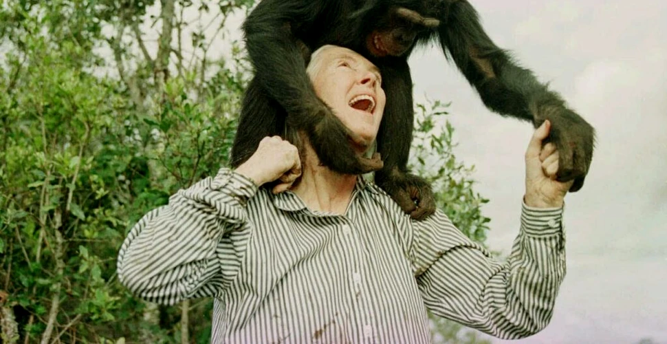 Jane Goodall, cea mai bună prietenă a cimpanzeilor. „Iată-ne aici, cea mai inteligentă specie care a trăit vreodată. Cum se face că putem distruge singura planetă pe care o avem?”