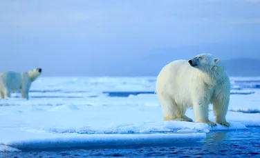 4,14 milioane de kilometri pătraţi de gheaţă s-au topit în 2016 în Oceanul Arctic. Consecinţele sunt dramatice