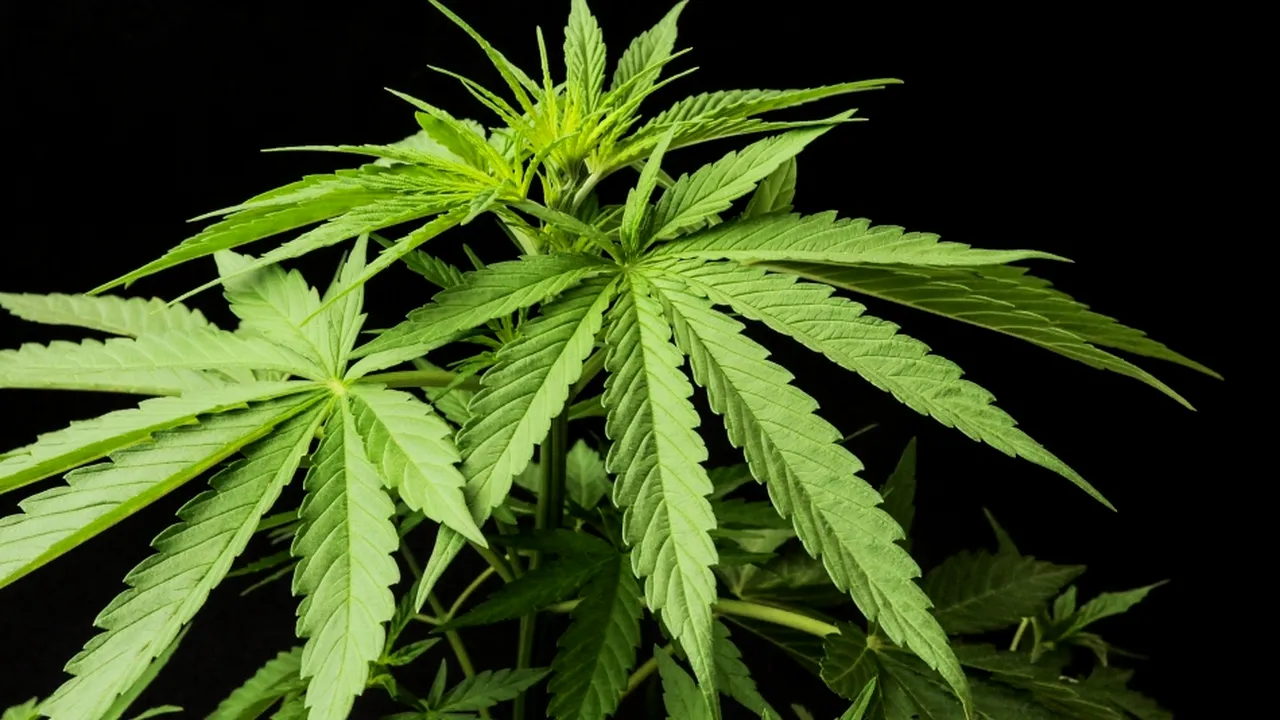 1-cover-marijuana 