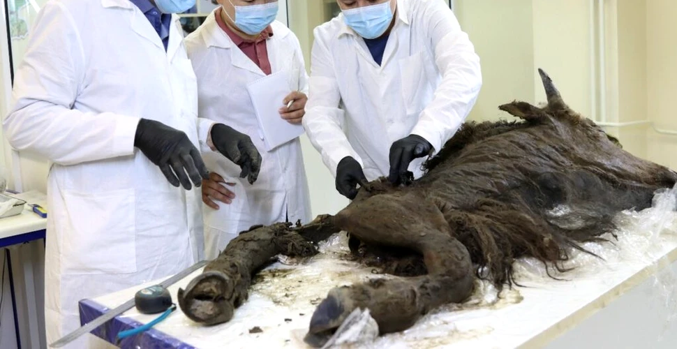 Cercetătorii vor să cloneze un bizon dezgropat din permafrostul siberian