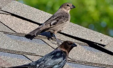Uimitor: comportamente mafiote în lumea păsărilor! Cum funcţionează sistemul „taxei de protecţie” în natură