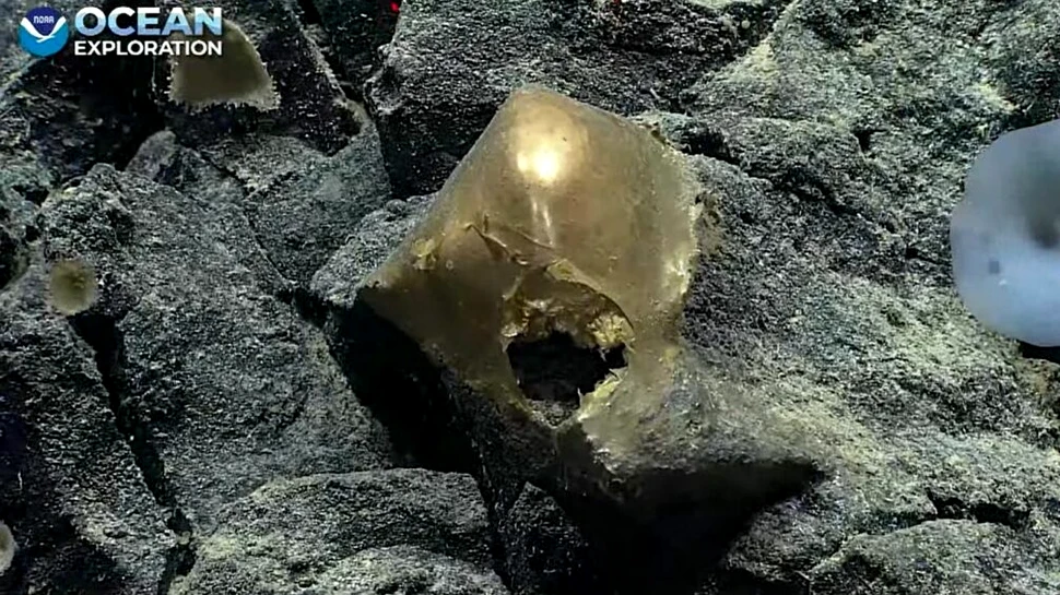 Exploratorii au găsit „un obiect auriu” pe fundul Oceanului Pacific. „Ceva a încercat să intre… sau să iasă”