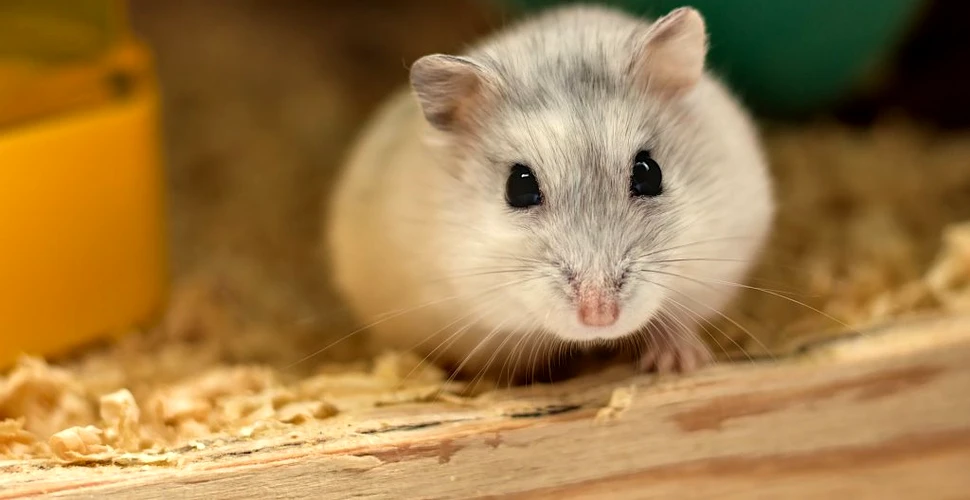 Un studiu sugerează că hamsterii pot transmite COVID-19 oamenilor