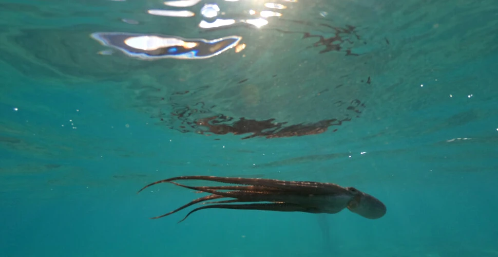 Un calamar uriaș, eșuat pe o plajă din Africa de Sud, le-a oferit trecătorilor o priveliște incredibilă
