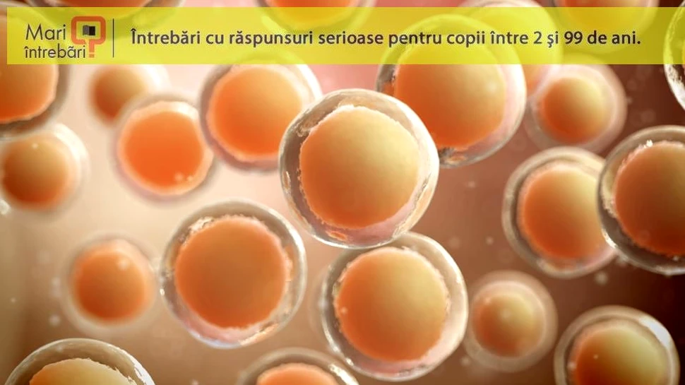 Câte celule străine ai de fapt în corpul tău?