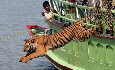 Se inmultesc tigrii din Nepal