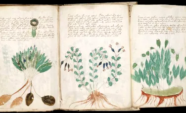Cel mai misterios manuscris din lume – descifrat cu ajutorul botanicii?