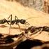 Oamenii de știință au aflat cum reușesc furnicile nocturne să călătorească