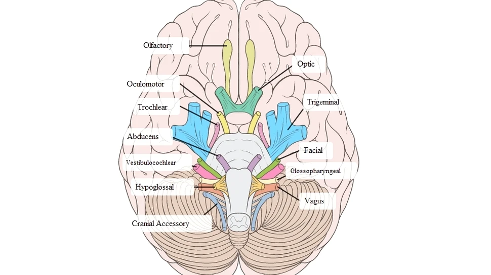 După mii de ani de căutări, a fost descoperită veriga lipsă dintre gândirea pozitivă şi sănătatea corpului uman