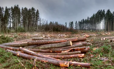 Distrugerea pădurilor a atins un nivel fără precedent