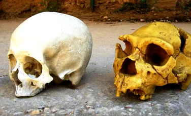 Fosile rare dezvăluie fețele primilor bebeluși ai speciei umane
