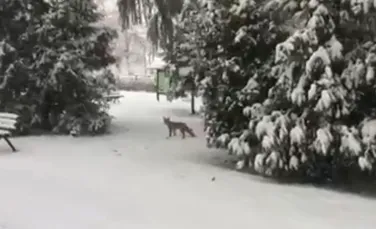 Vulpe filmată plimbându-se prin curtea Universităţii ”Transilvania” din Braşov