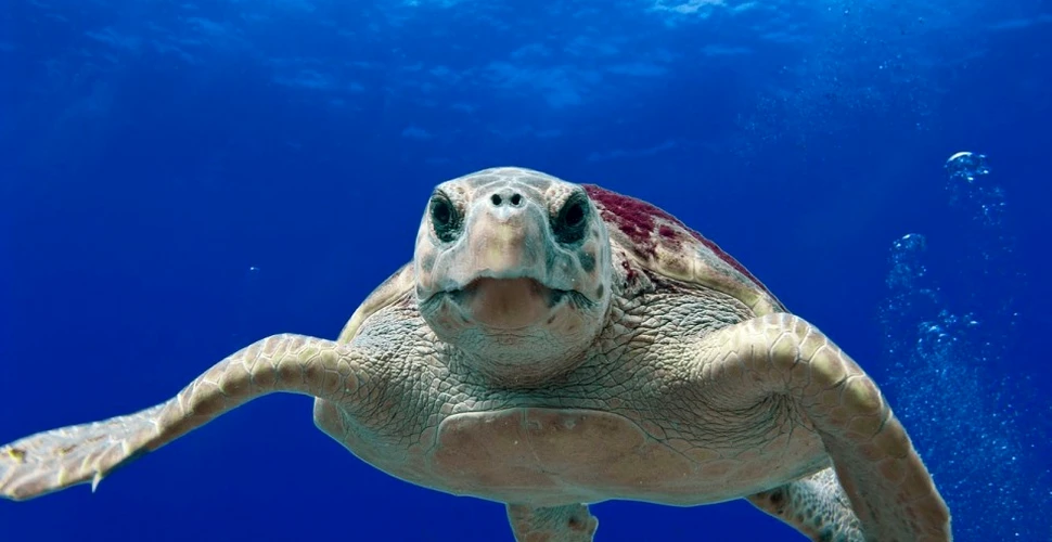 Apele oceanelor din ce în ce mai calde pun în pericol real populaţiile de ţestoase: 99% dintre pui sunt femele din cauza creşterii temperaturilor