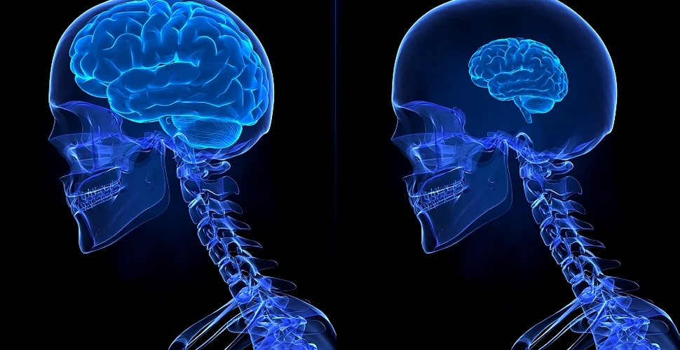 De ce ni se micşorează creierul: unul dintre cele mai mari mistere ale omului modern (INFOGRAFIC)