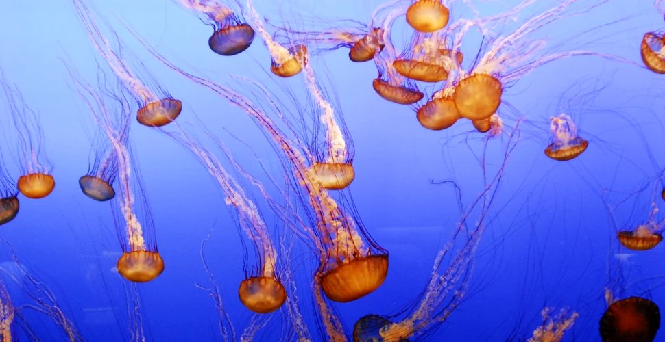 Veninul unei meduze gigant este atât de complex încât cercetătorii nu știu ce îl face periculos