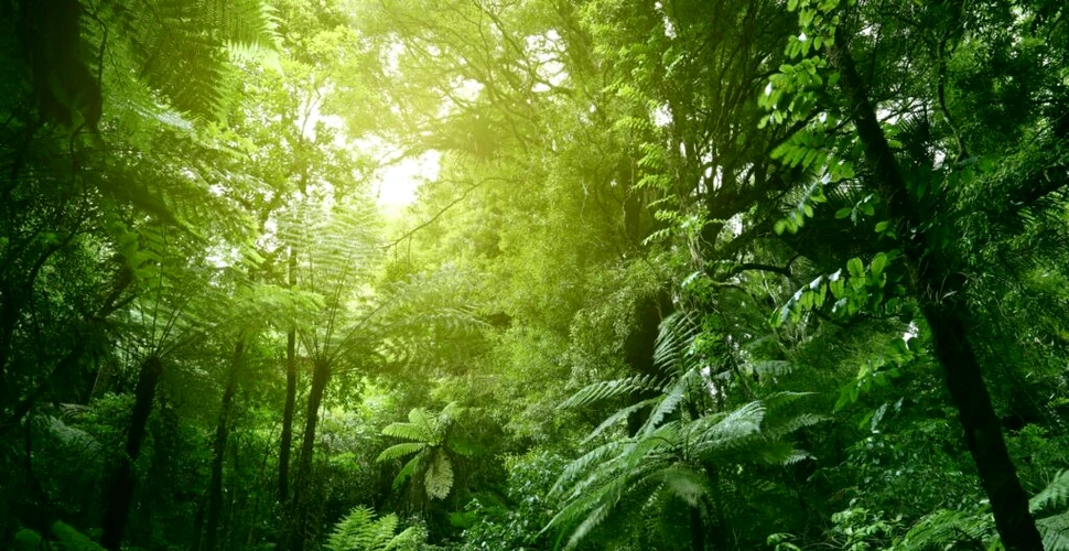 Care păduri sunt mai eficiente atunci când vine vorba de stocarea de carbon?