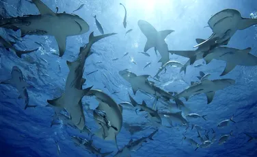 Apetitul Braziliei pentru carnea de rechin pune în pericol speciile
