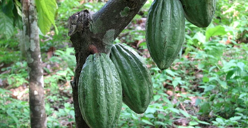 Adio, ciocolată! Arborii de cacao sunt decimaţi de schimbările climatice