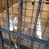 Cum se foloseau deținuții dintr-un penitenciar din Rusia de o pisică ca să facă rost de droguri?