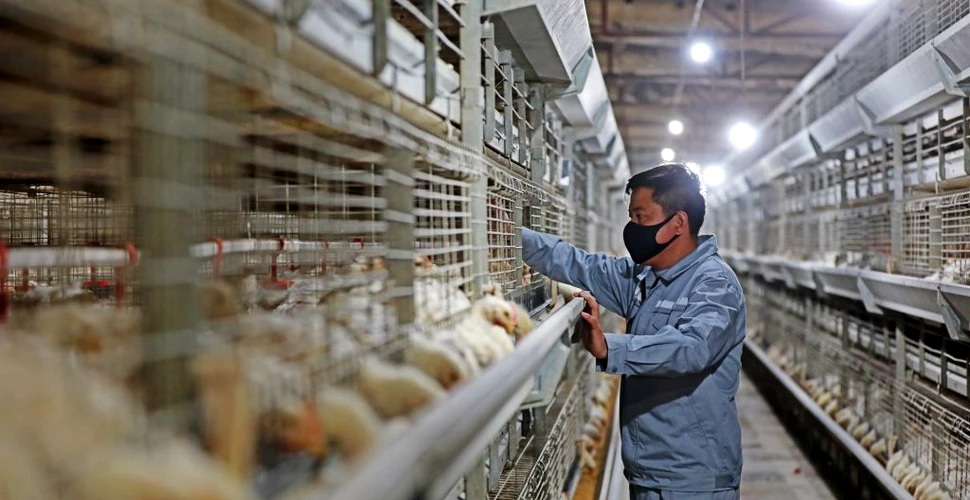 Alertă din cauza înmulțirii cazurilor de gripă aviară la om, în China