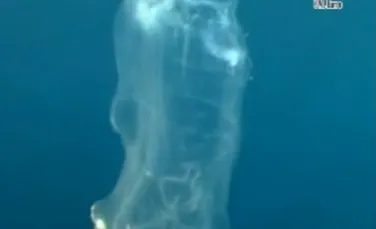Oamenii de ştiinţă au surprins „unicornul mării”, bizara creatură de 18 metri lungime (VIDEO)
