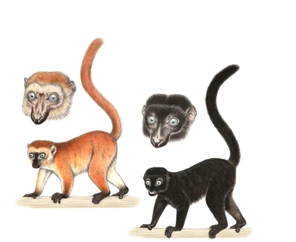 Sclater’s black lemur or Blue-eyed black lemur (Eulemur flavifrons)
