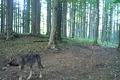 Imagini „foarte rare” cu șase pui de lup și părinții lor, dezvăluite de Romsilva