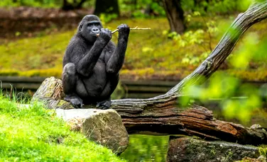 Test de cultură generală. De ce maimuțele s-au oprit din evoluție?