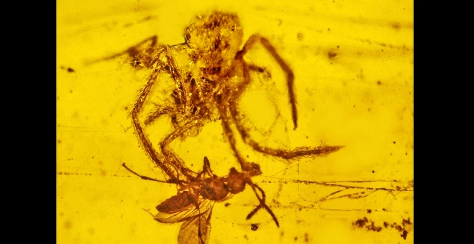 Spectaculosul atac al unui păianjen de acum 100 milioane de ani a fost surprins de natură