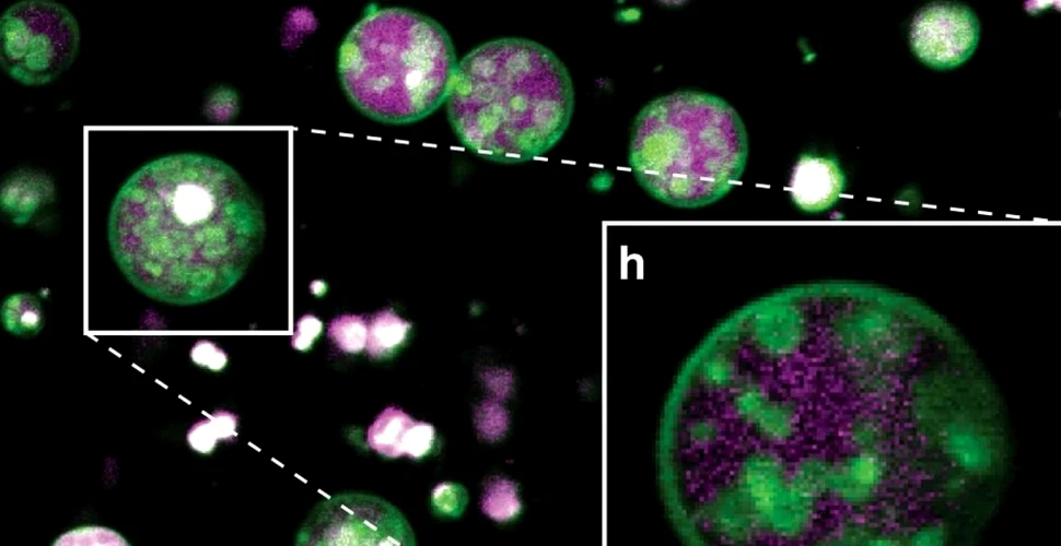 O structură neașteptată a fost descoperită în interiorul celulelor plantelor