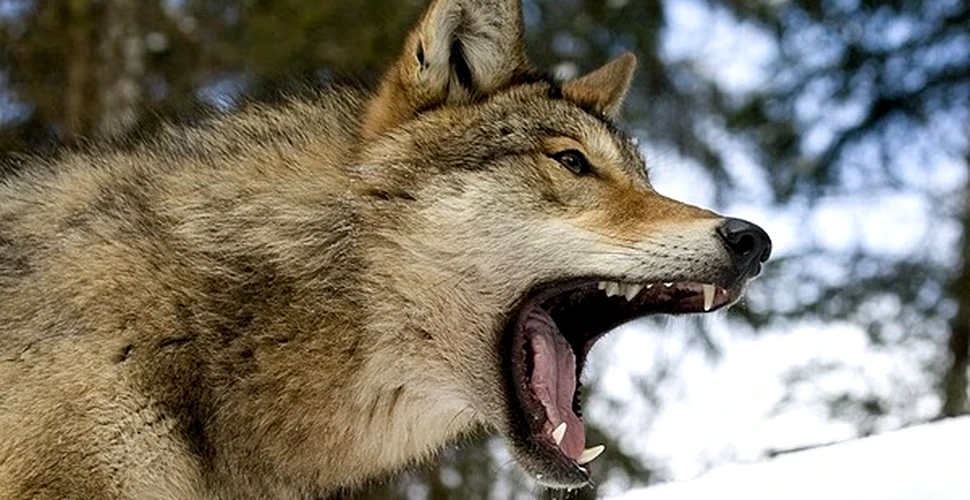 O haită de circa 400 de lupi terorizează un oraş din Rusia