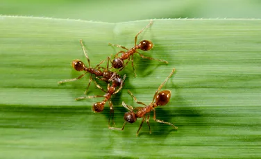 Cercetătorii propun uciderea furnicilor folosind virusuri