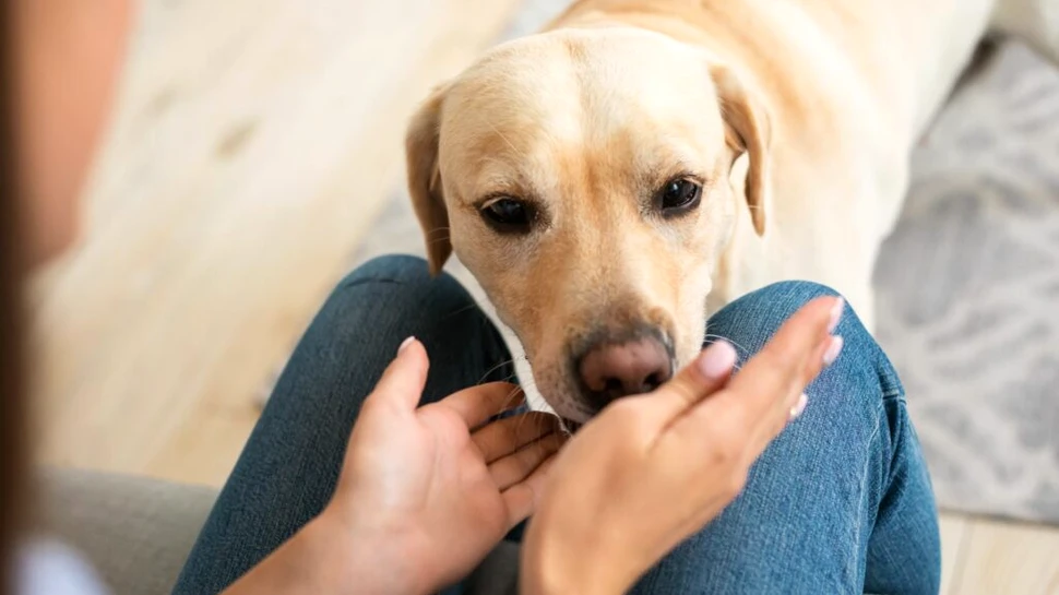 Cât de atașați sunt câinii de familia în care s-au născut?