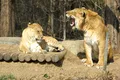 Ligrul: întâlnirea rară dintre regele leu și tigru