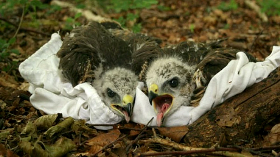 Gaile au ajuns sa-si orneze cuiburile cu plastic