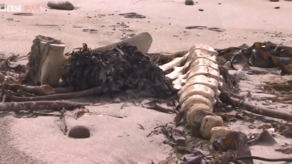 Un grup de cercetători a descoperit cum exerciţiile militare NATO duc la moartea a nenumărate balene