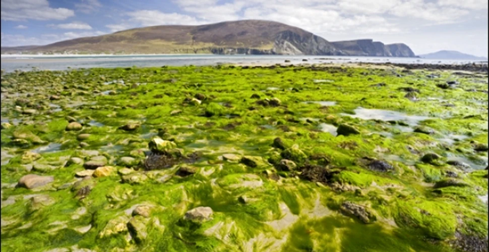 Algele, sursa biocombustibilului in viitor