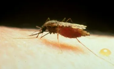 Tantarii purtatori de malarie au evoluat in alte specii