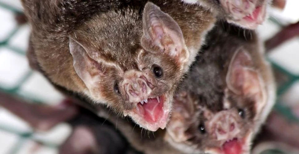 Cum au reuşit liliecii vampir să supravieţuiască cu o dietă bazată doar pe consumul de sânge ”este o evoluţie uimitoare”