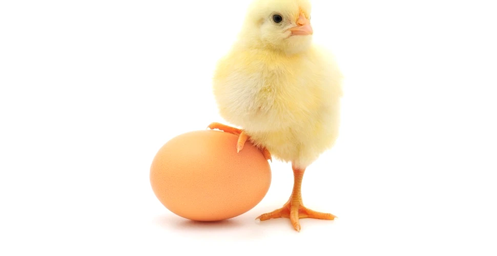 Ce a fost mai întâi, oul sau găina? Oamenii de ştiinţă oferă răspunsul