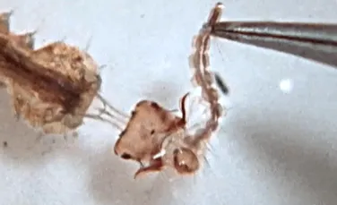 Larvele de țânțari își prind prada într-un mod inedit: își folosesc capul precum un harpon