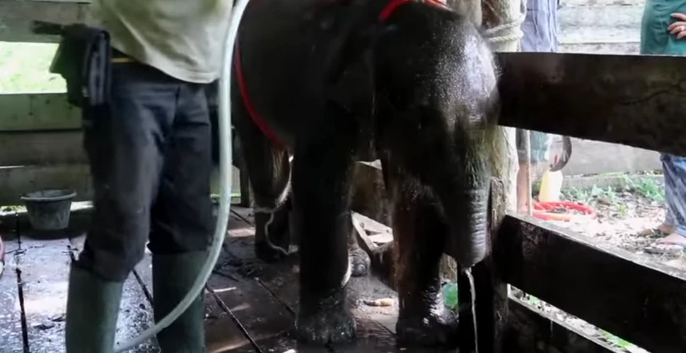 Un pui de elefant a murit după ce și-a prins trompa în capcana unui braconier