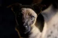 Unde se află primul muzeu din România dedicat câinilor fără stăpân