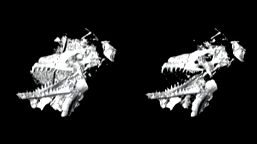 Cum studiezi o fosilă fără s-o scoţi din pământ? Printeaz-o cu o imprimantă 3-D