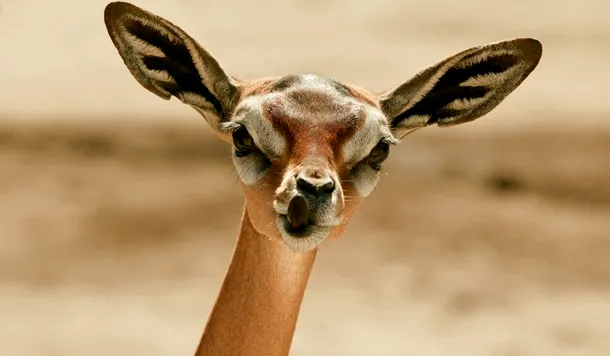 Gazela-girafă