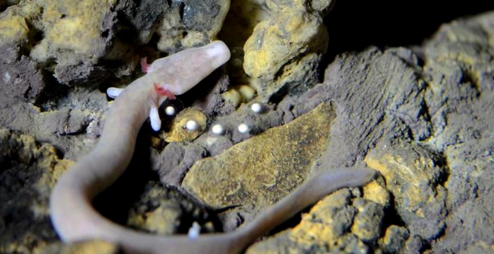 Ouăle unei salamandre extrem de rare au fost descoperite într-o peşteră din Slovacia. ”În momentul de faţă, doar trei pui ar putea supravieţui”