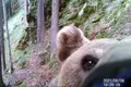 Imagini amuzante cu un urs care descoperă o cameră de monitorizare a faunei în Parcul Național Retezat