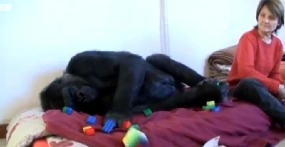 Doi francezi au adoptat o gorilă de 13 ani, pe care o cresc în casă (VIDEO)