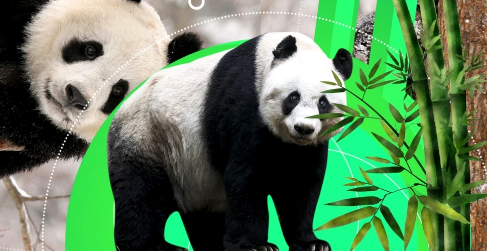 10 lucruri uimitoare despre urșii panda, unele dintre cele mai iubite animale din lume